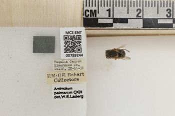 Media type: image;   Entomology 789244 Aspect: Labels